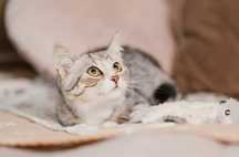 Trzy miesięczny Whiskas szuka domu!