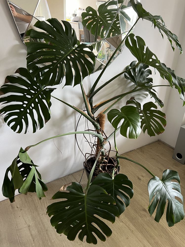 Monstera dziurawa Deliciosa Big Form