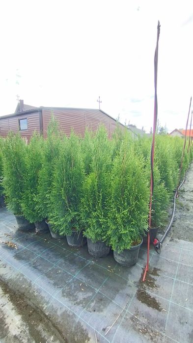 Thuja tuja  szmaragd,brabant,columna