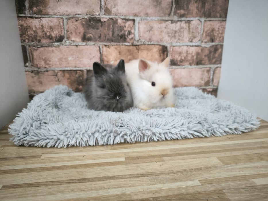 Króliczki rasy Karzełek Teddy mini króliki metryka