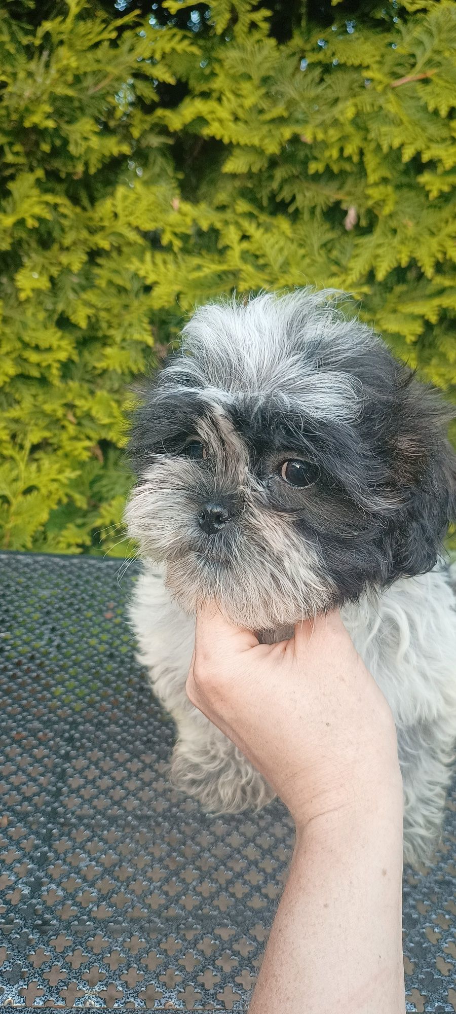 Mal shi, komplet szczepień ( maltańczyk, shih tzu)
