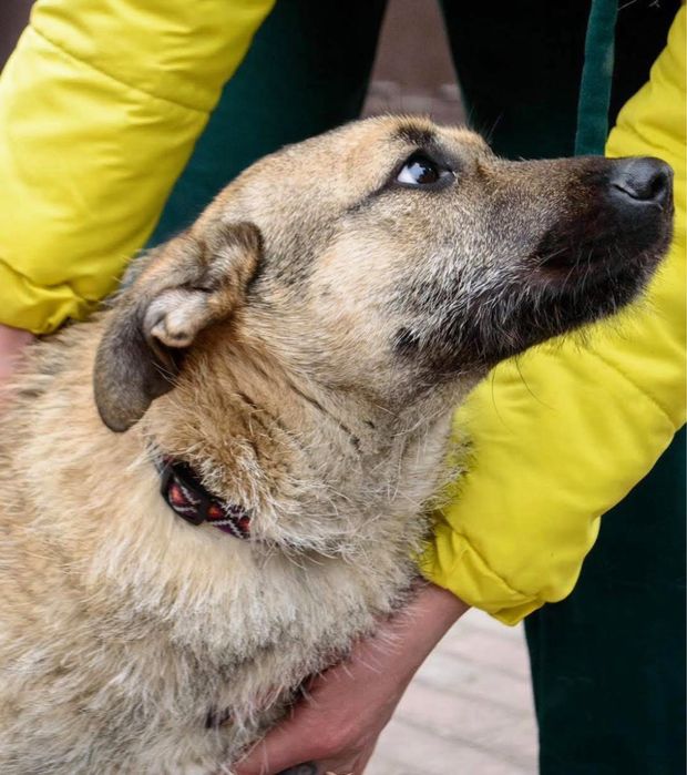 Гарний песик з бородкою шукає дім!