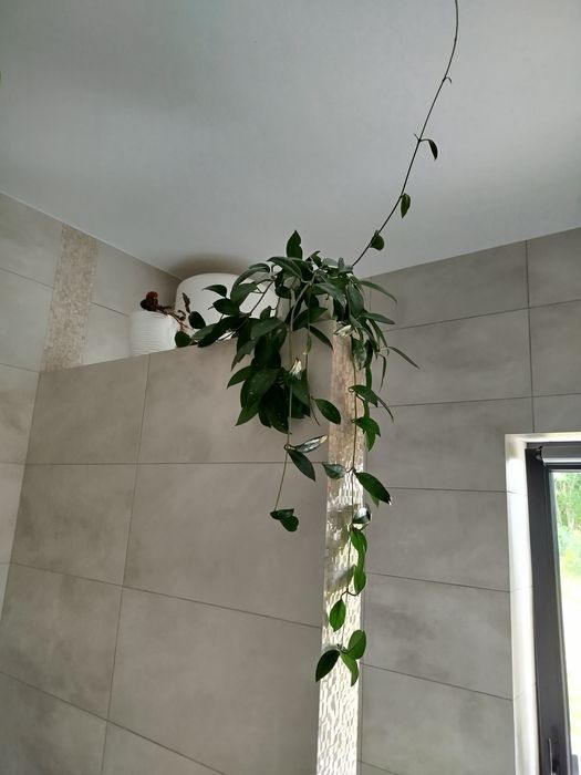 Монстера велика пишна