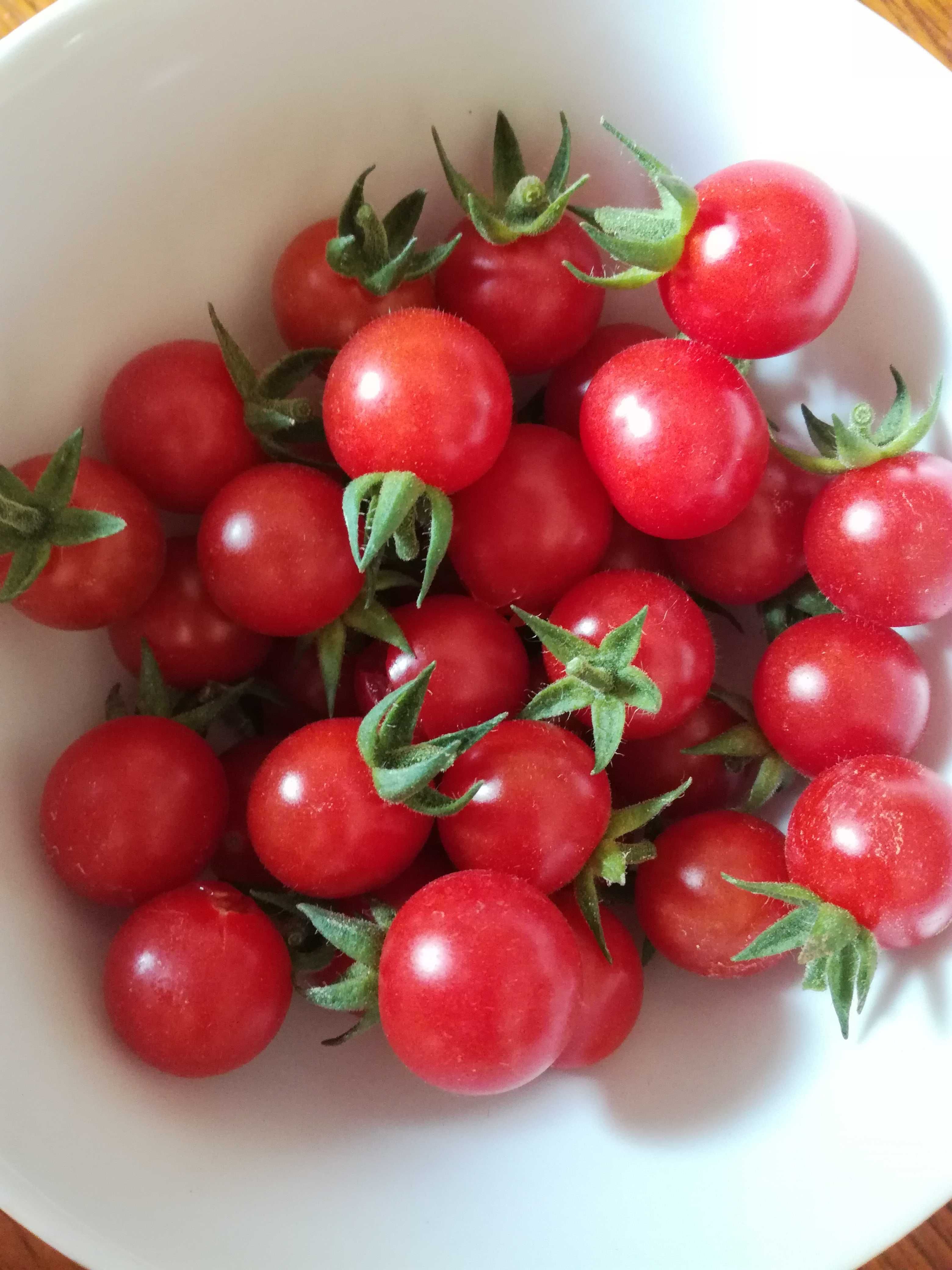 Pomidory odmiany kolekcjonerskie sadzonki
