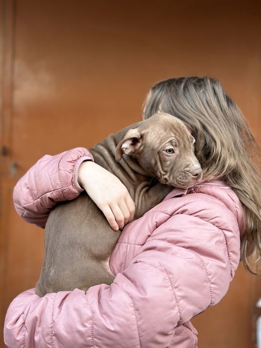 Продаються породисті цуцики породи пітбуль