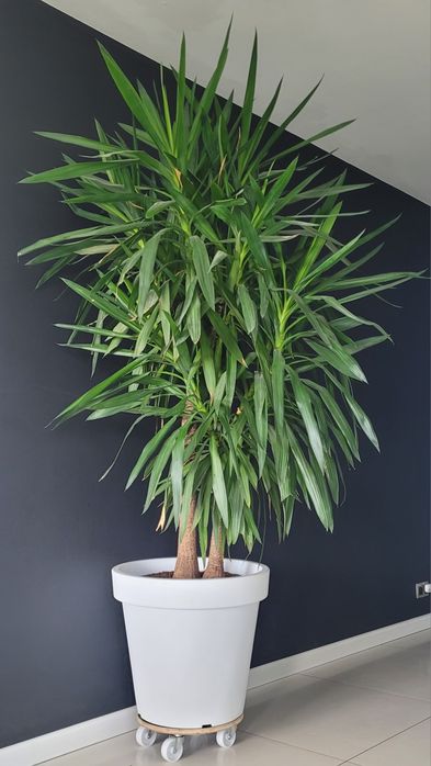 Juka, jukka, palma 200 cm gęsta 2 pniowa