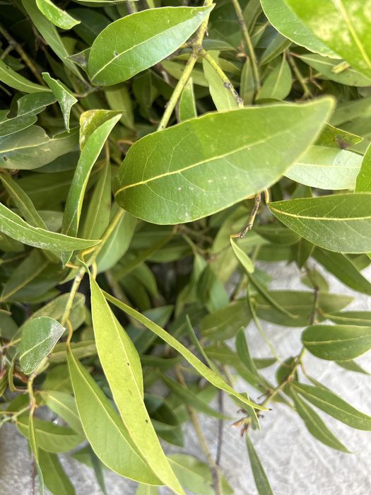 Folha de louro biologico