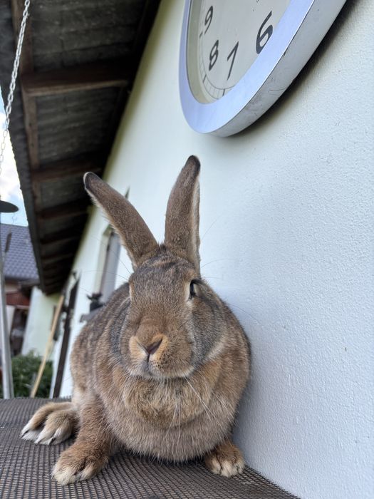 Samica 1 roczna bura