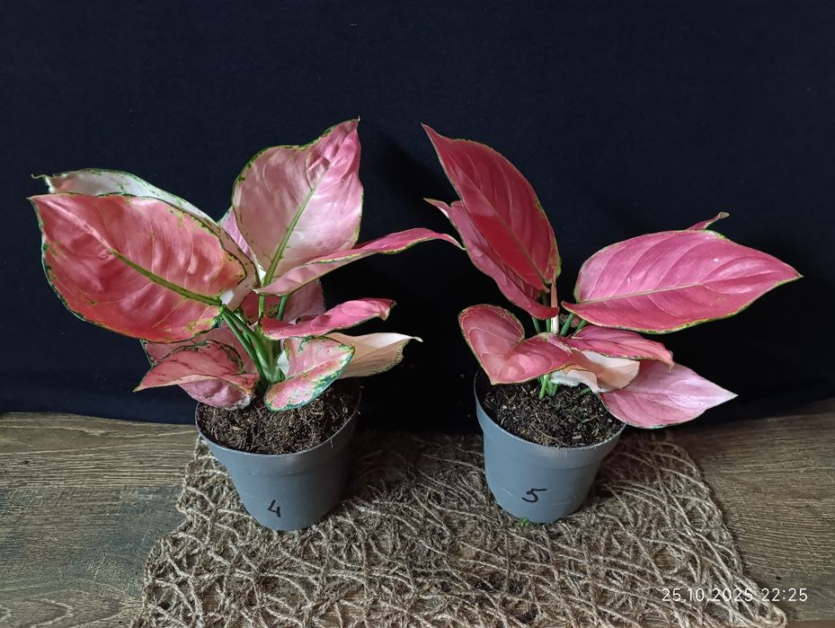 Аглаонема Розі Ред" (Aglaonema Rosy Red)