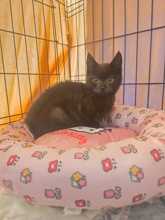 Malutki - czarny uroczy kocurek do adopcji! Ur. 07-2025