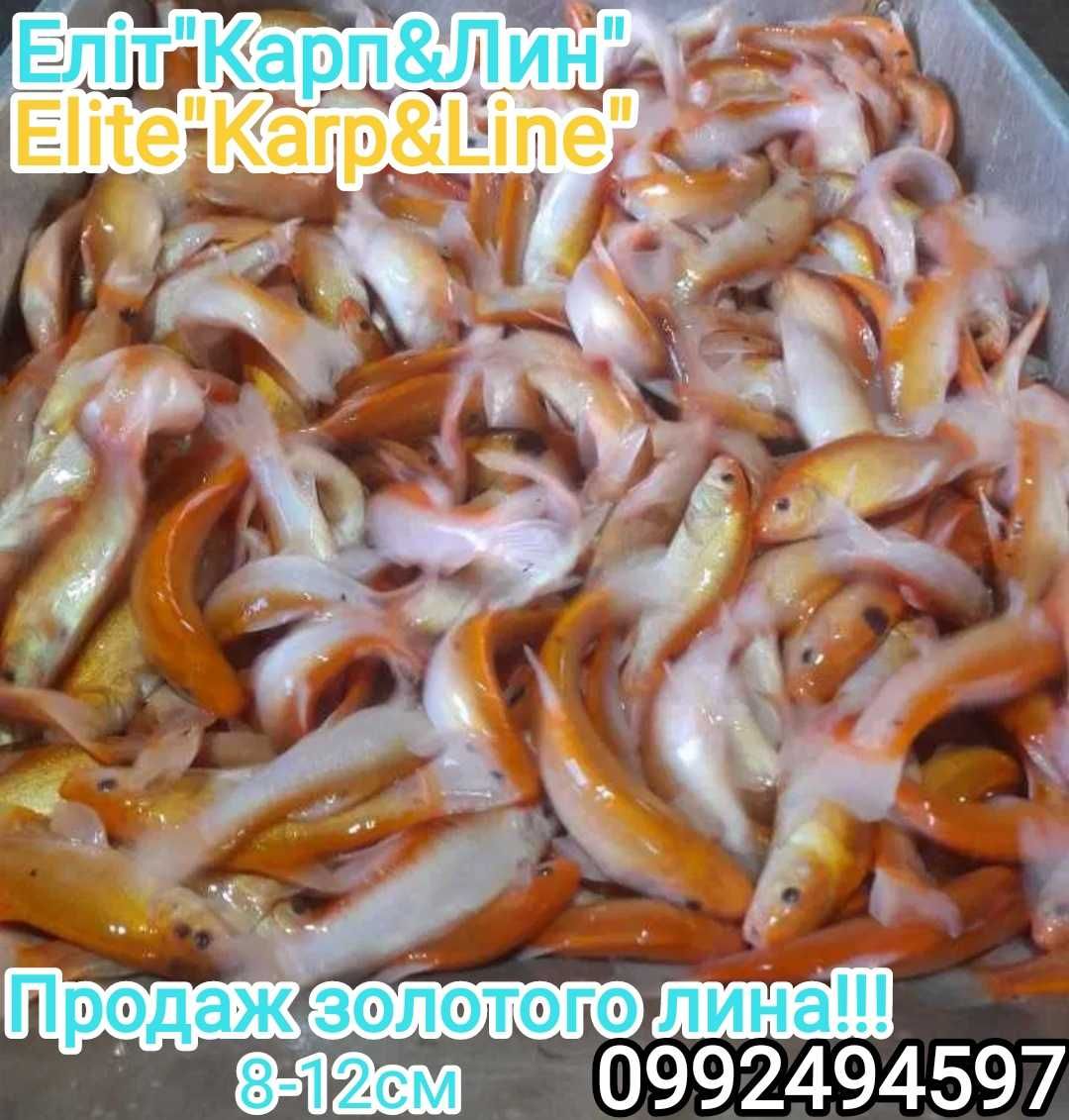 Продаж різних риб