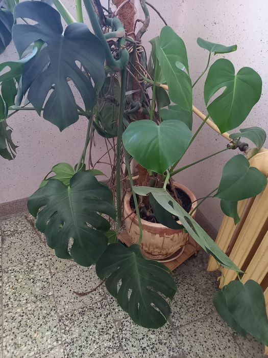 Monstera duży okaz