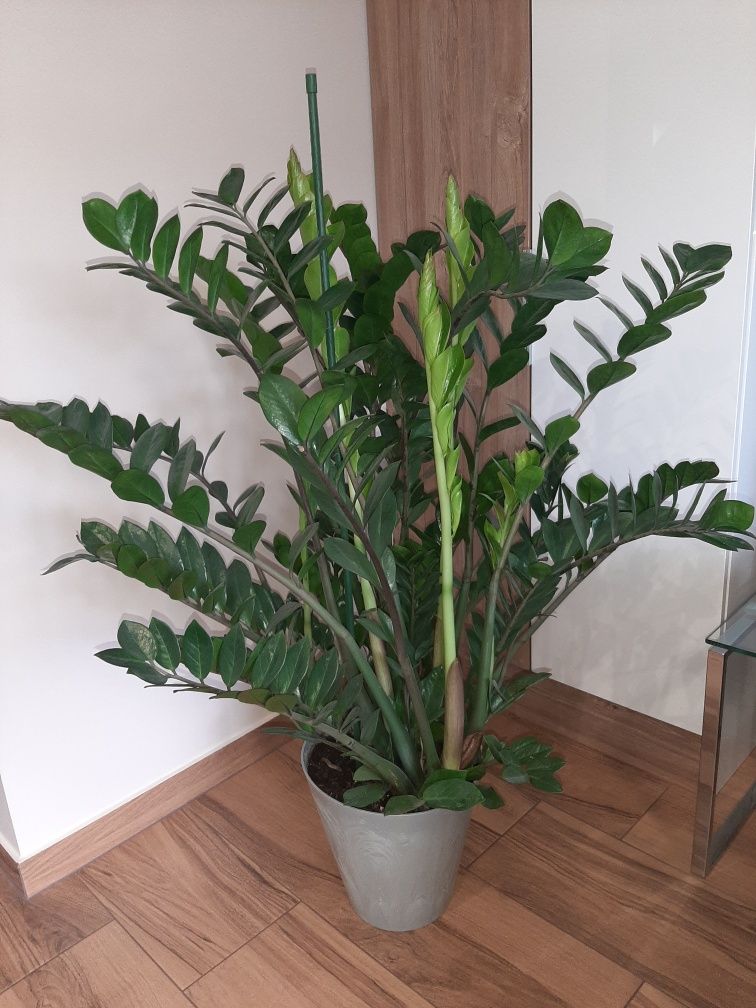 Zamiokulkas zamiolistny, zamioculcas zamiifolia, zamia