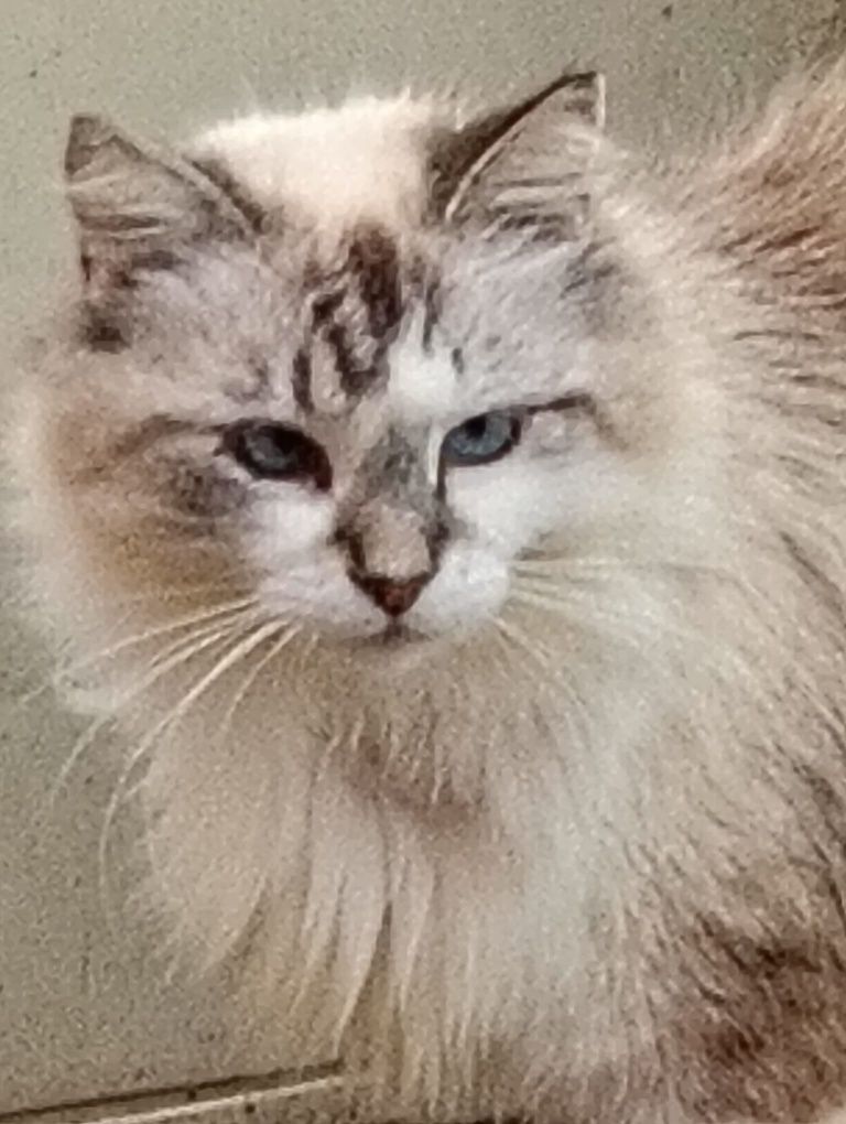 Gatinho disponível para adopção. Podem viajar para o estrangeiro.