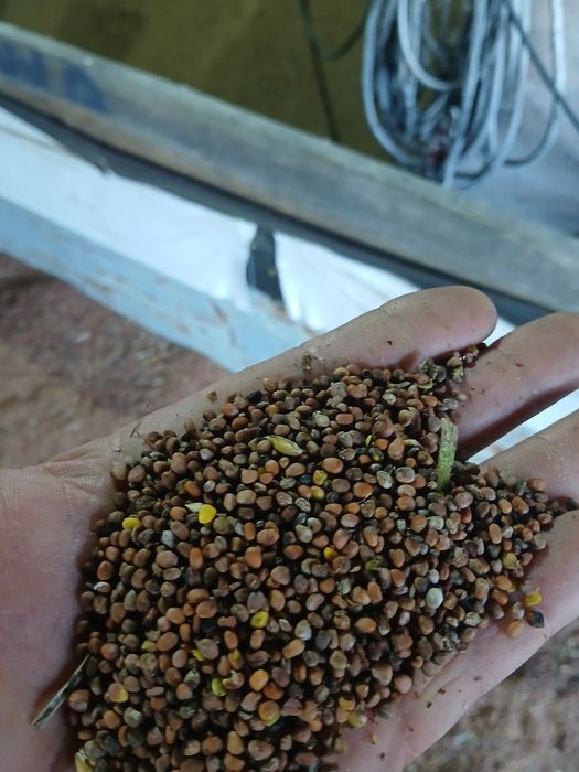 Rzodkiew oleista na poplon