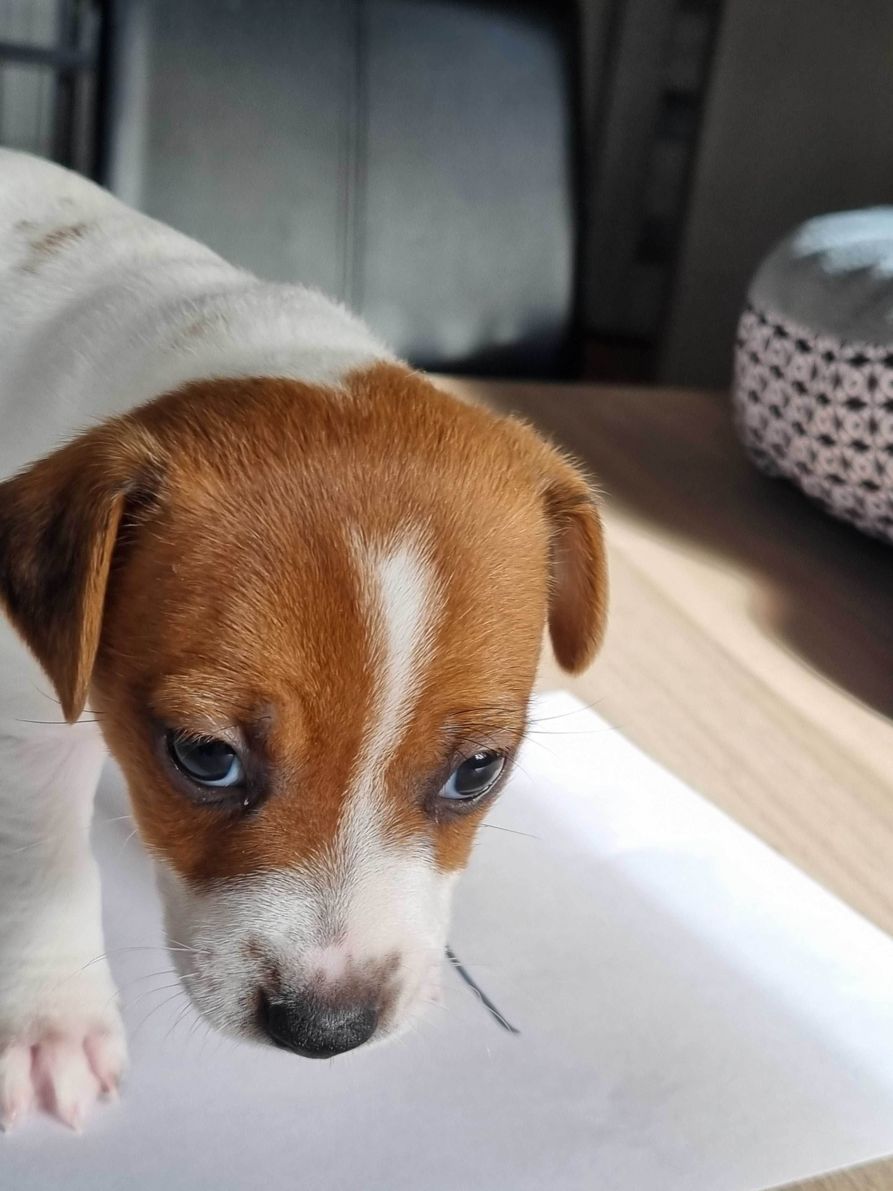 REZERWACJA Śliczna KIWI Jack Russell Terrier, odbiór od 25 sierpnia
