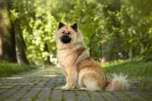 Eurasier planowane pary hodowlane w 2025 r.