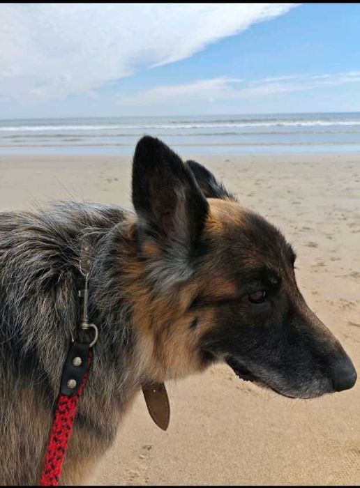 Adoção Conjunta Macho e Femea