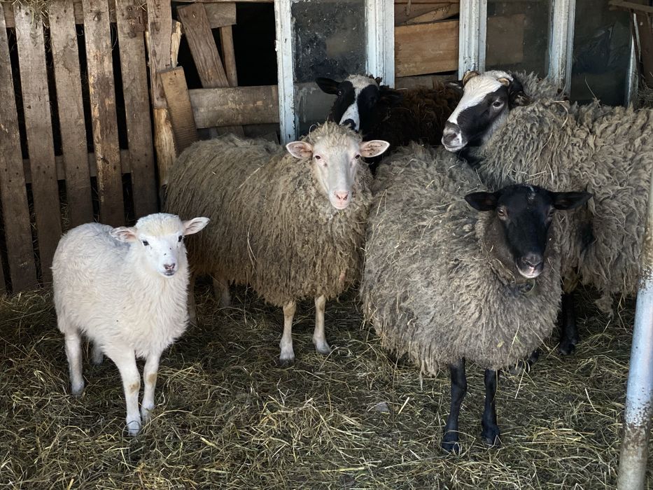 Продаж вівців живою вагою