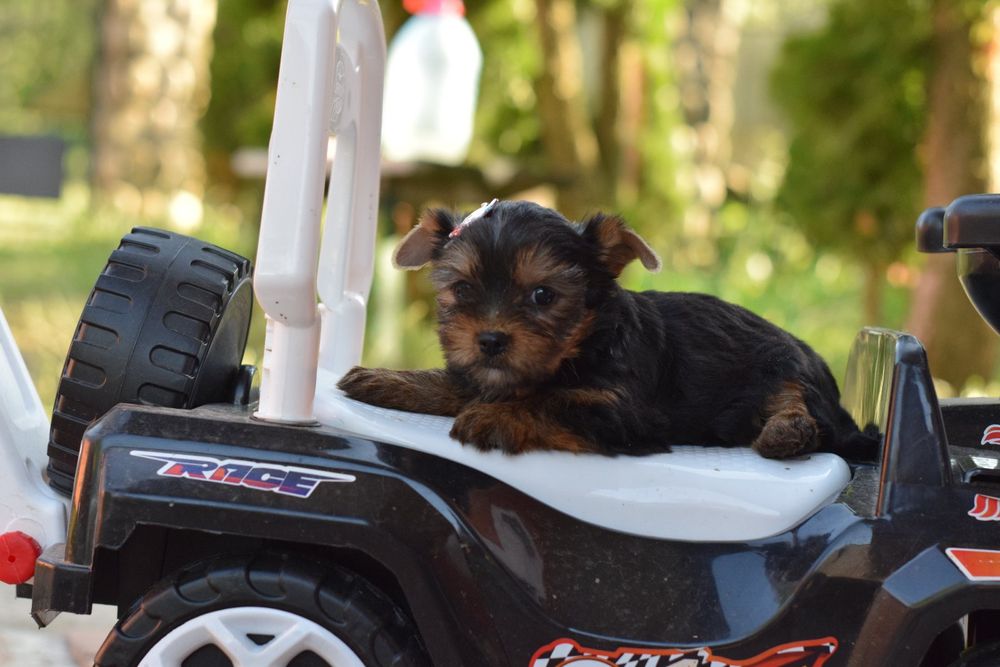 Цуценята Йорки. ' дівчинка та хлопчики