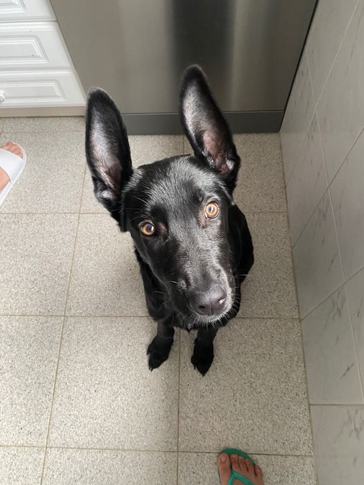 Filhote pastor alemão