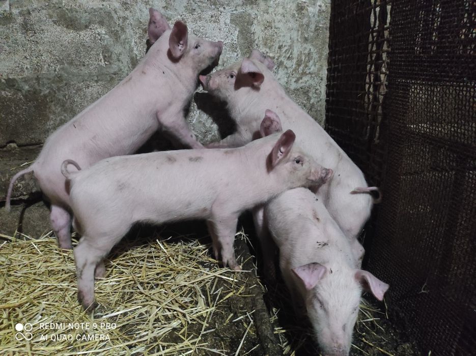 Продам поросят вік 2 місяці