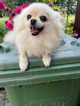 Pomeranian szpic miniaturowy suczka