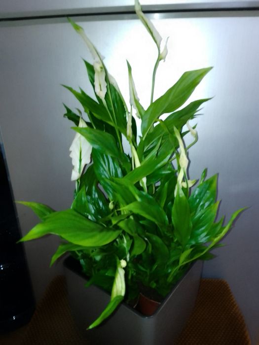 Спатифіліум Жіноче щастя та Хамедорея