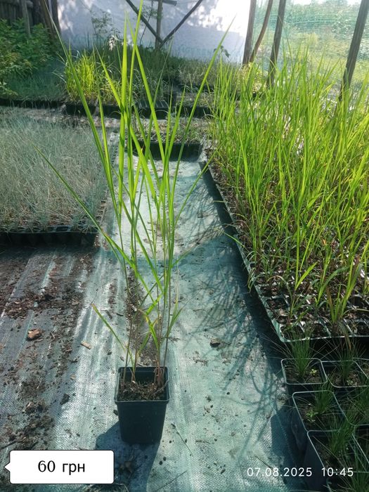 Міскантус Пурпуресценс (miscanthus Purpurencens)