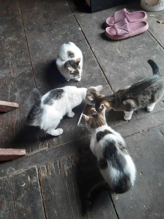 Śliczne kotki do oddania. 8