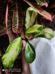 Hoya hoja diversifolia manharii