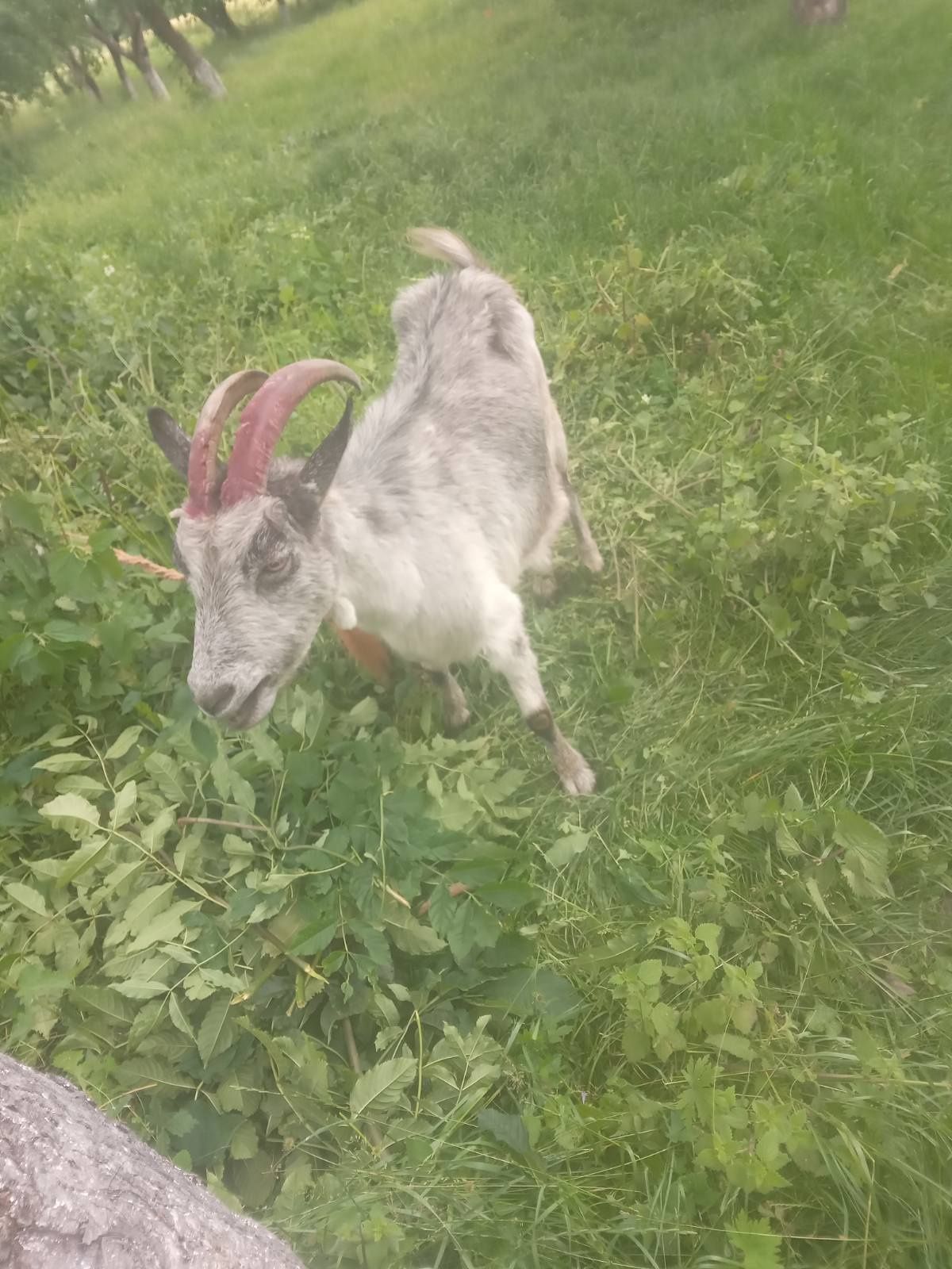 Продам дійну козу
