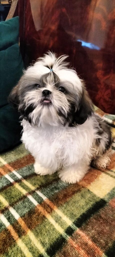 Piesek shih tzu z 3 szczepieniami .