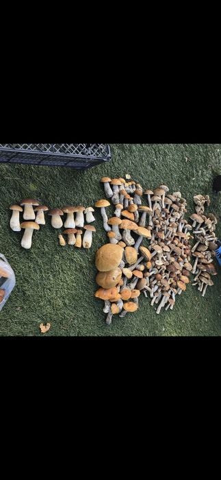 Sprzedam  świeże  grzyby prawdziwki, kozaki , podgrzybki
