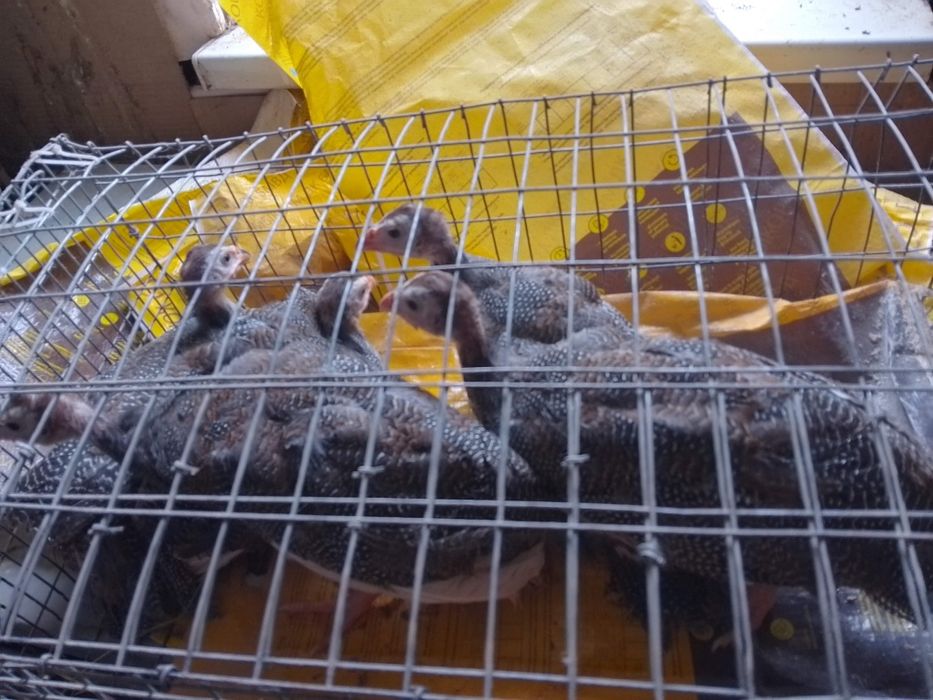 В наявності є Цесарята 2 місяців та 2,5 місяців.