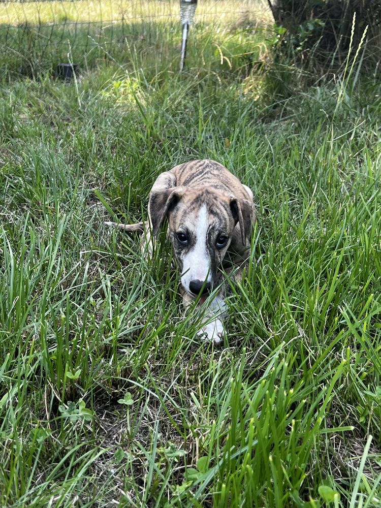 Whippet- chart angielski FCI
