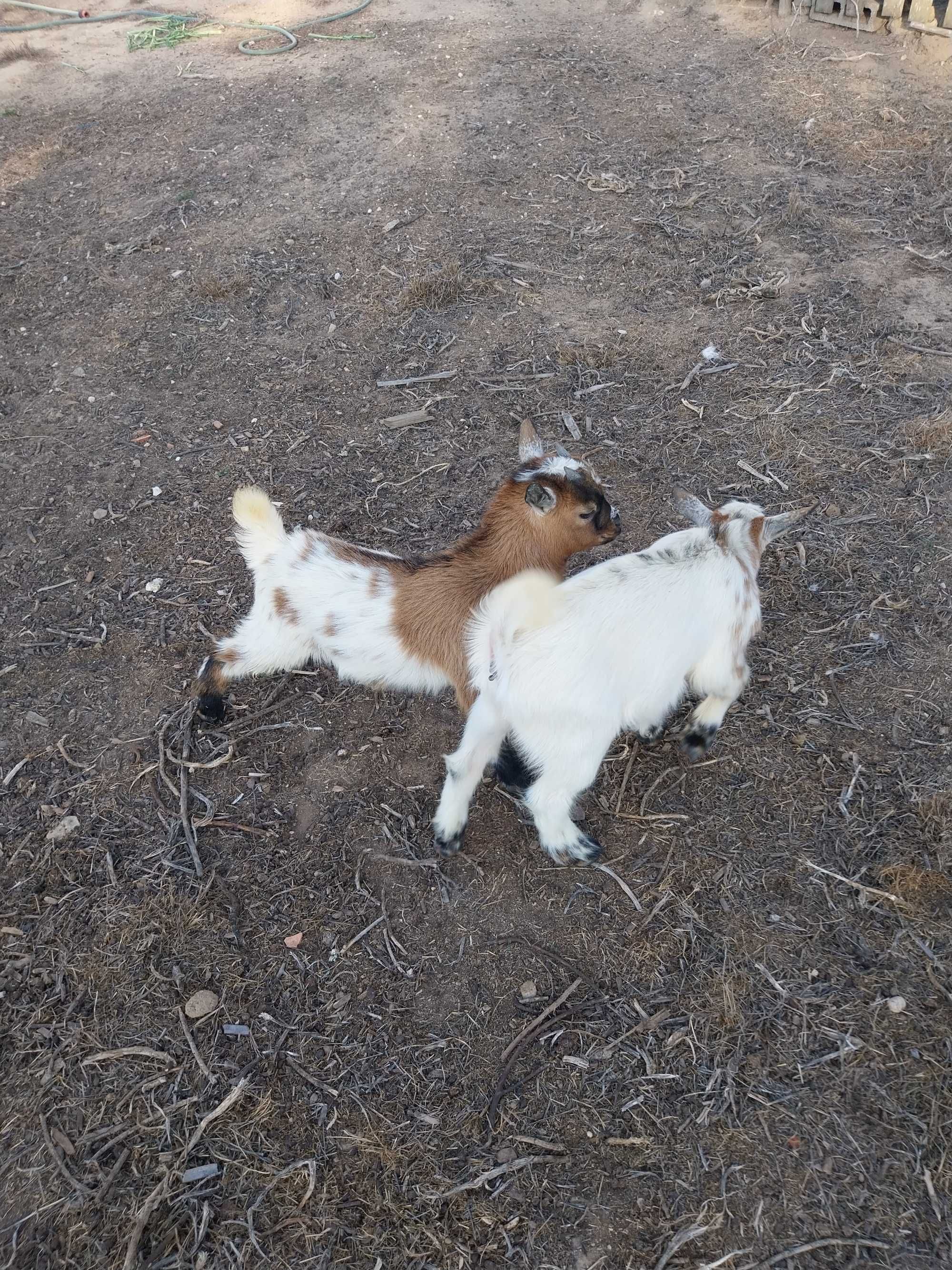 cabras anãs felizes