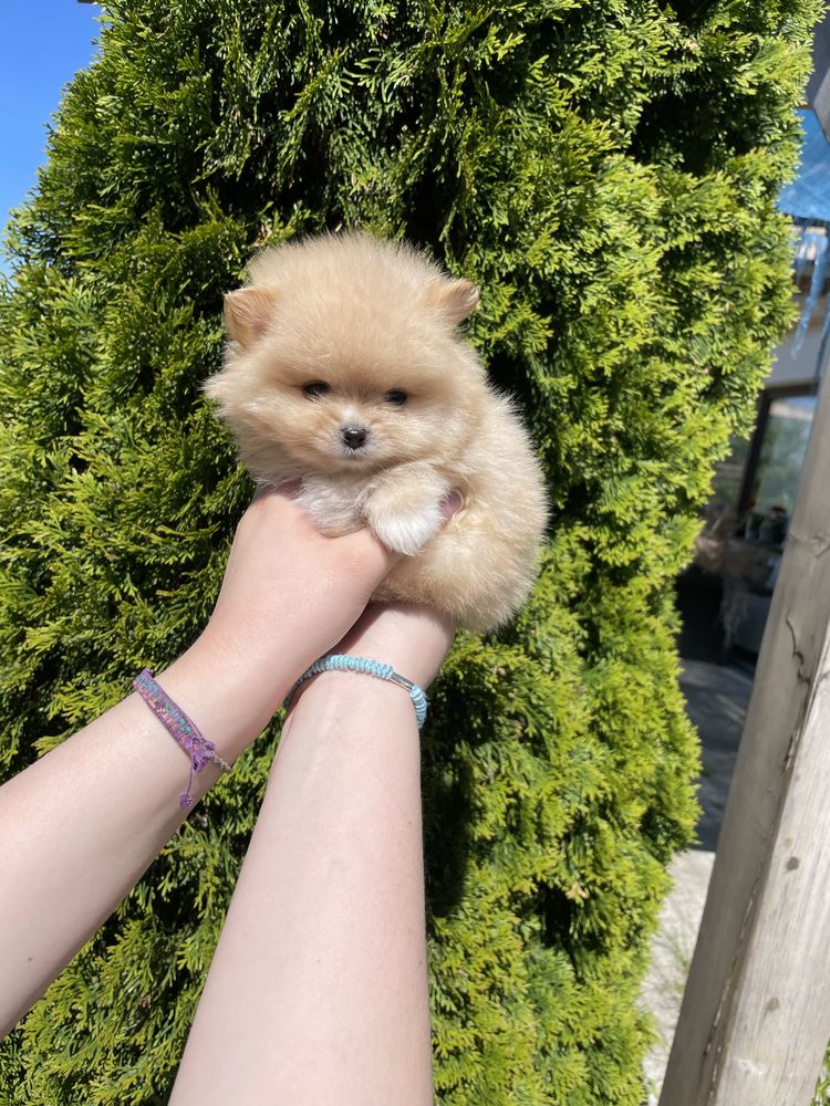 Pomeranian mini mini biszkoptowy chlopiec