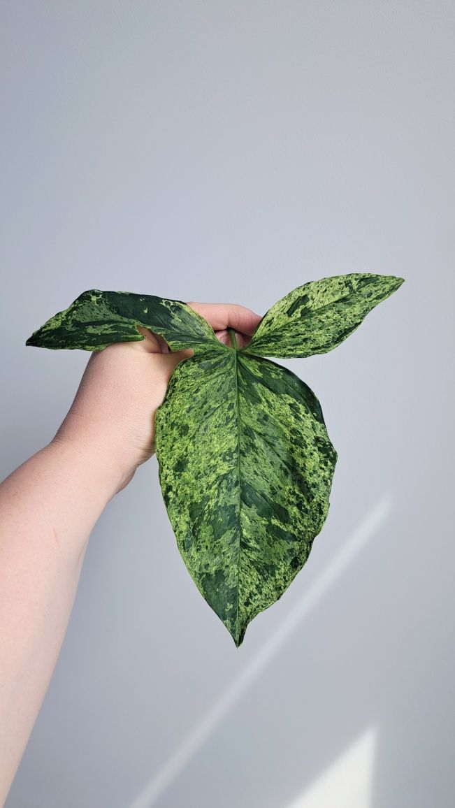 Syngonium Mottled Mojito duże liscie