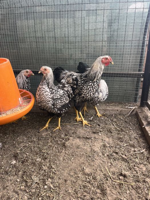 Віандот когути 6 м