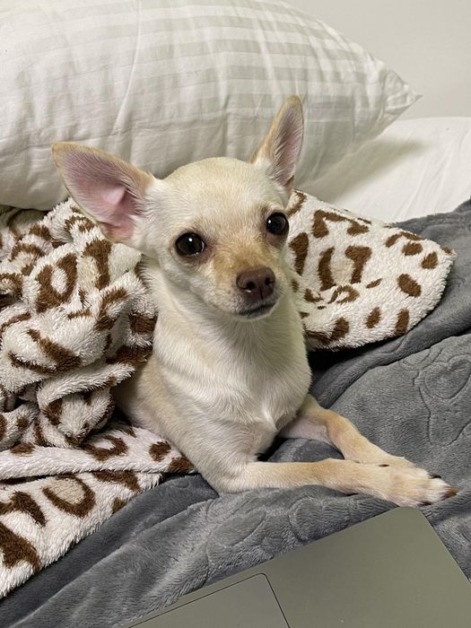 Девочки разных размеров,отЧемпионов. 3мес 10дн. Док.КСУ,чип,привита