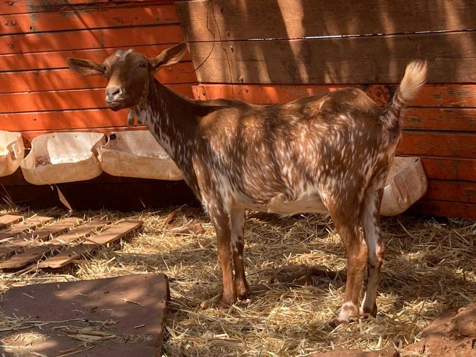 Cabras prenhas e mansas