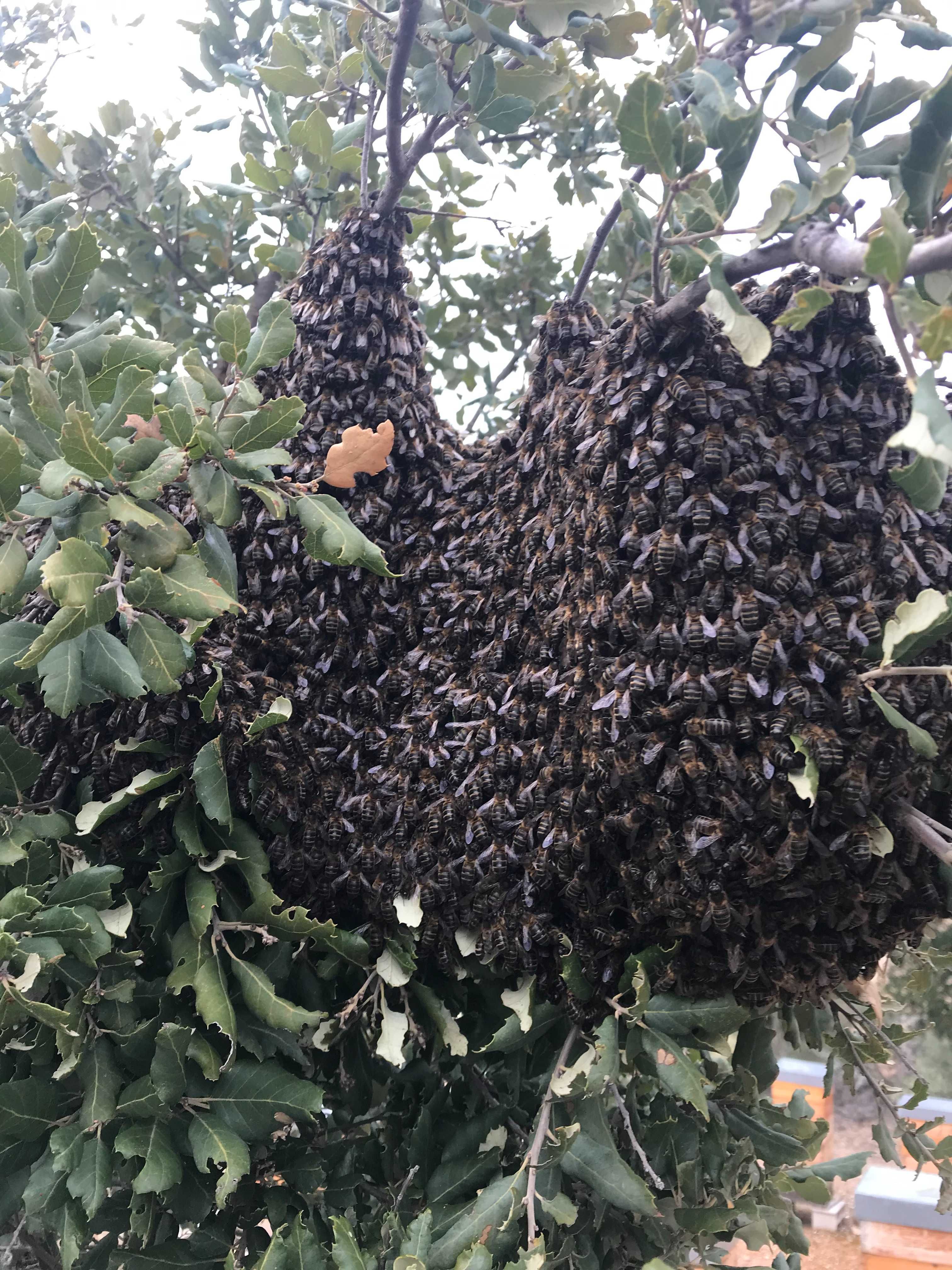 Enxames de Abelhas