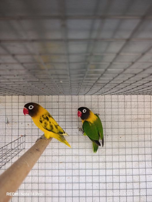 Agapornis Personatas