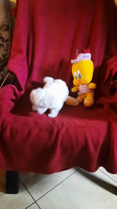 Śliczna suczka maltańczyk