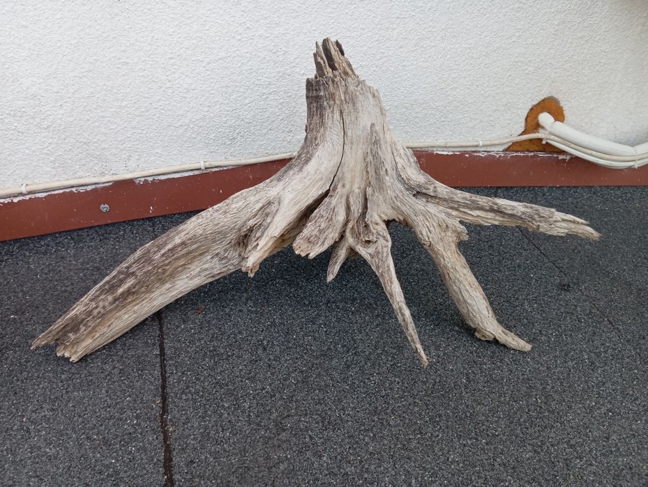 Korzenie do akwarium cd ,terrarium duży wybór !