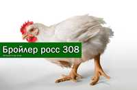 Українське  інкубаційне яйце бройлера росс308 !