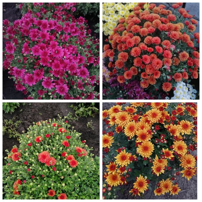Хризантема мультифлора корейка Харків