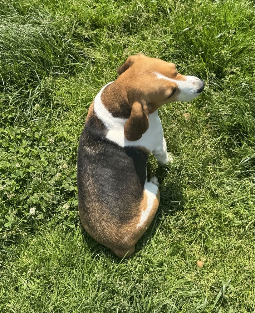 Beagle tricolor suka