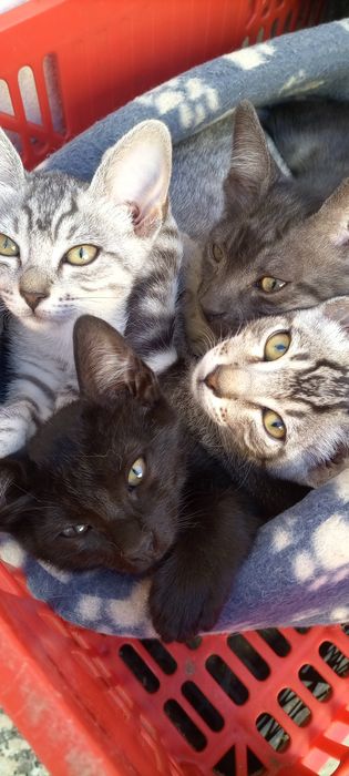 Gatinhos para adoção